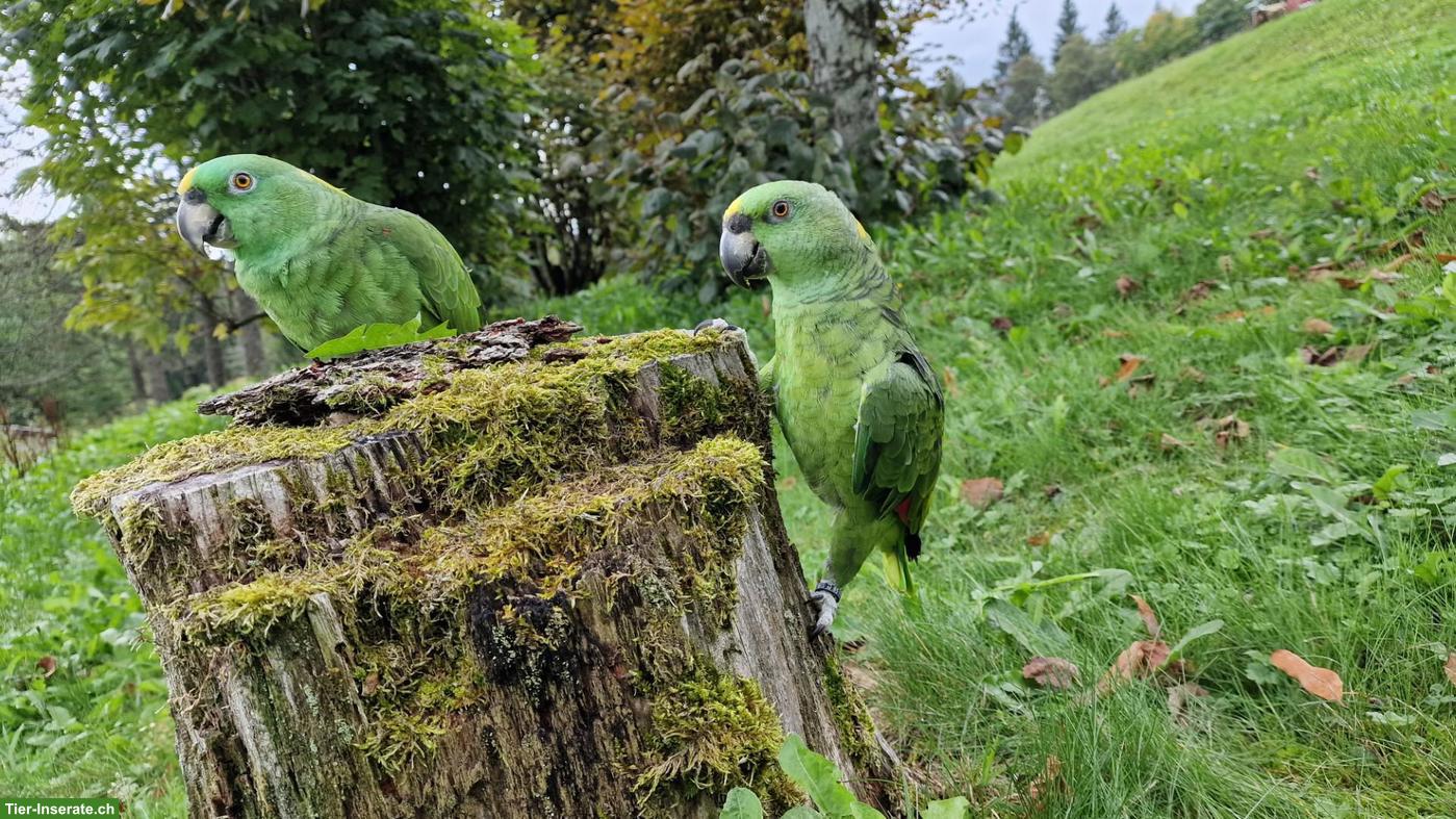 Bild 3: Gelbnackenamazone (Amazona auropalliata), 2 Hähne aus Naturbrut