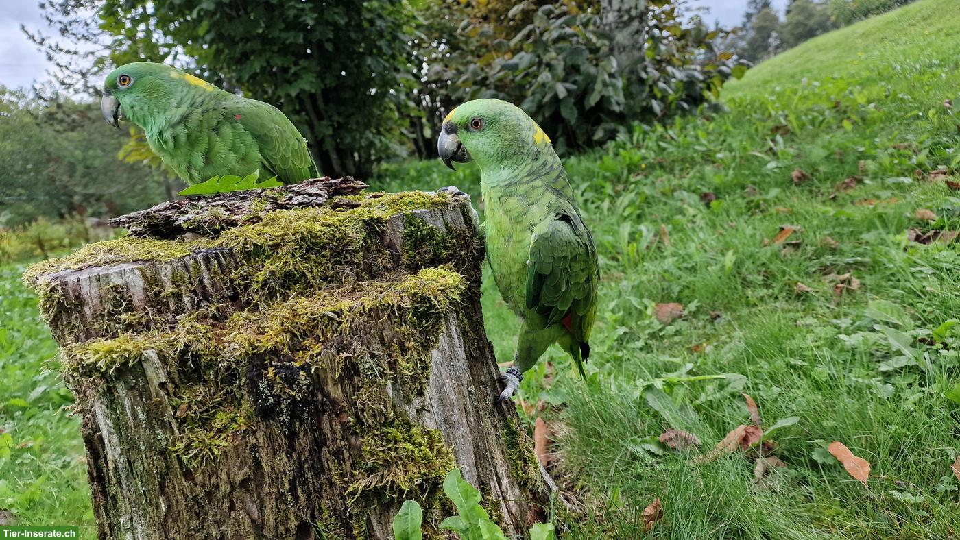 Bild 4: Gelbnackenamazone (Amazona auropalliata), 2 Hähne aus Naturbrut