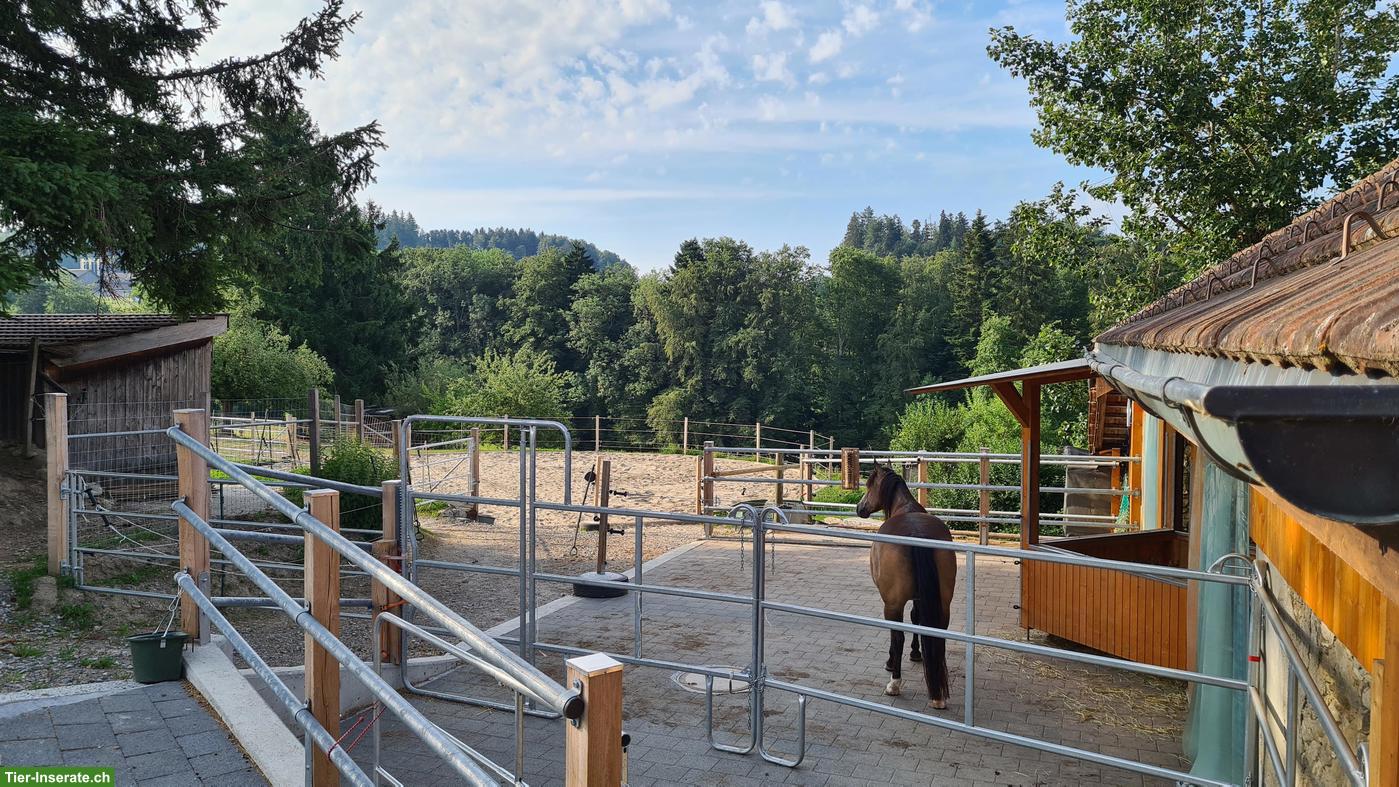 Bild 2: Freier 🐴 Platz in neuem Gruppenlaufstall im Aargau