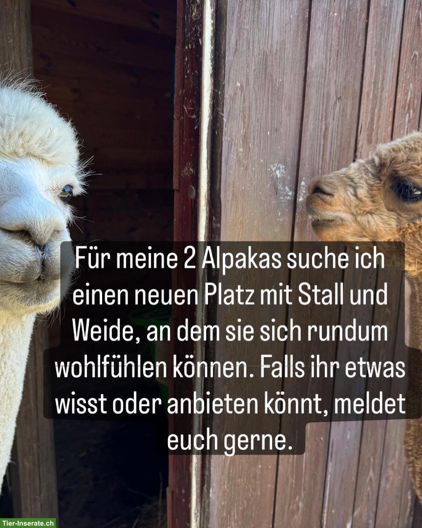 Gesucht Stall mit Weide für 2 Alpakas