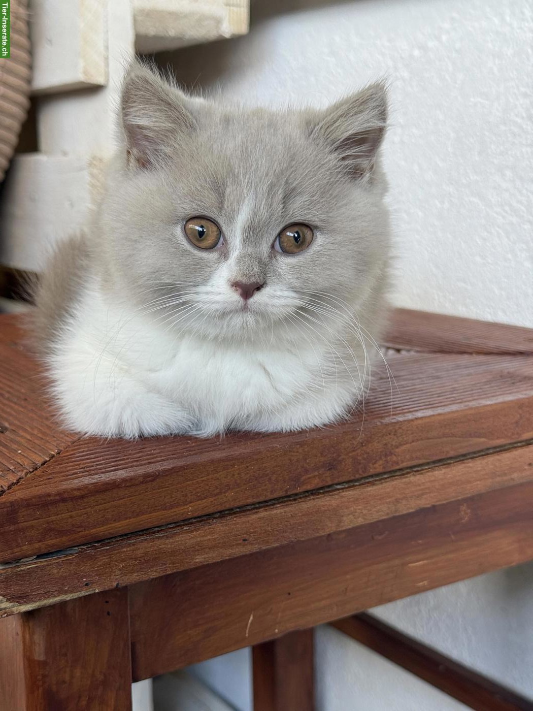 2 Britisch Kurzhaar Katzen Mädchen mit Stammbaum