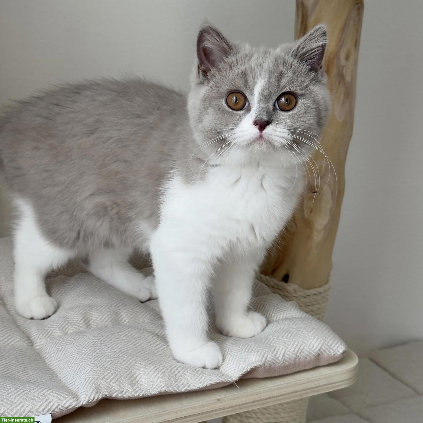 Bild 2: 2 Britisch Kurzhaar Katzen Mädchen mit Stammbaum