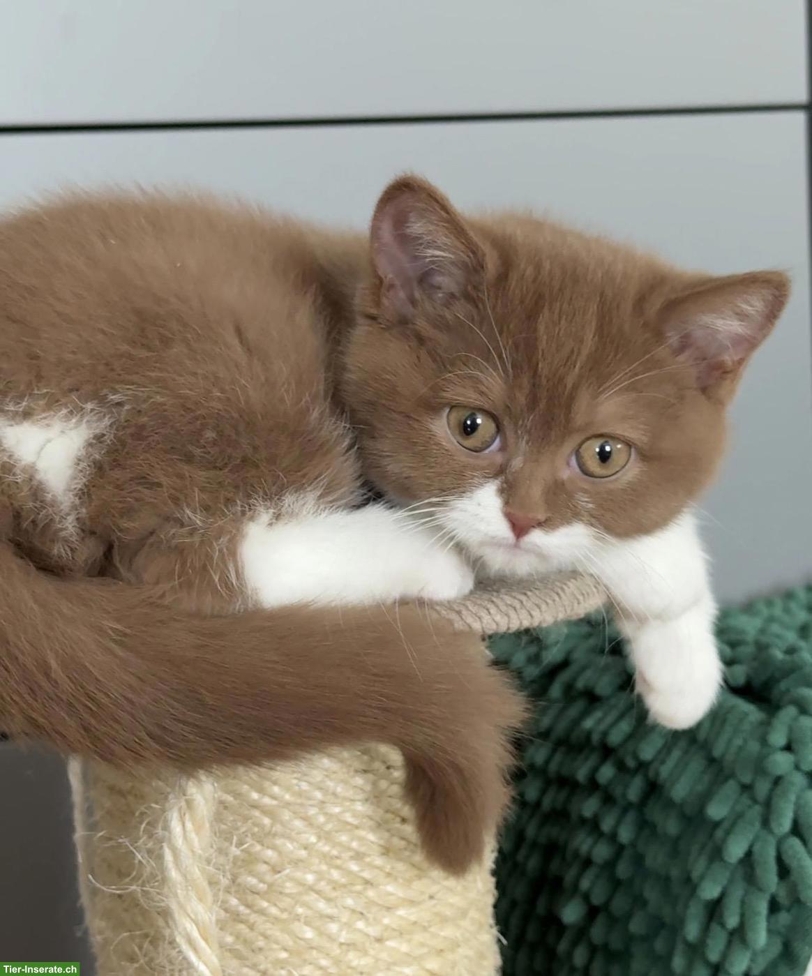 Bild 3: 2 Britisch Kurzhaar Katzen Mädchen mit Stammbaum