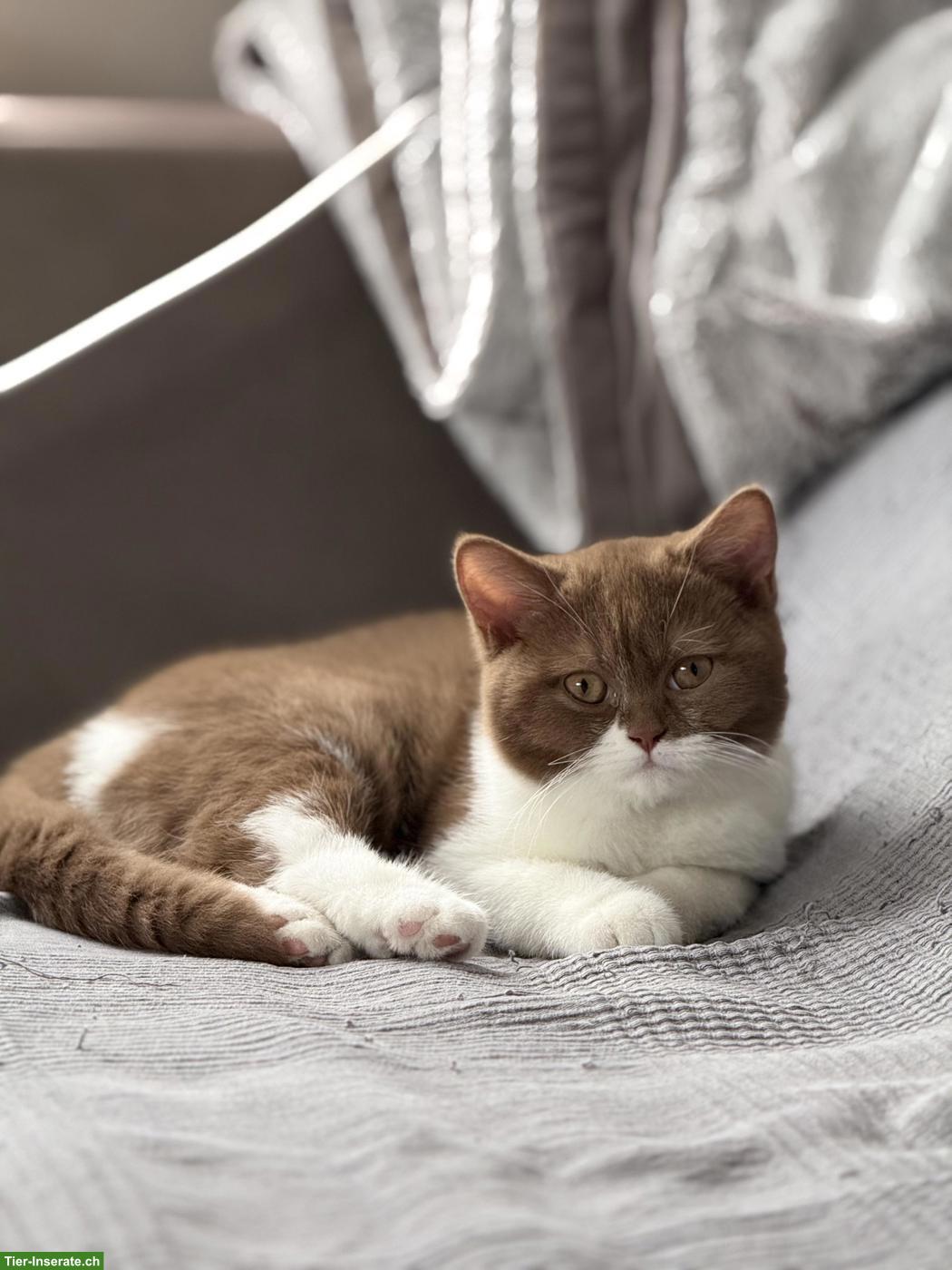 Bild 4: 2 Britisch Kurzhaar Katzen Mädchen mit Stammbaum