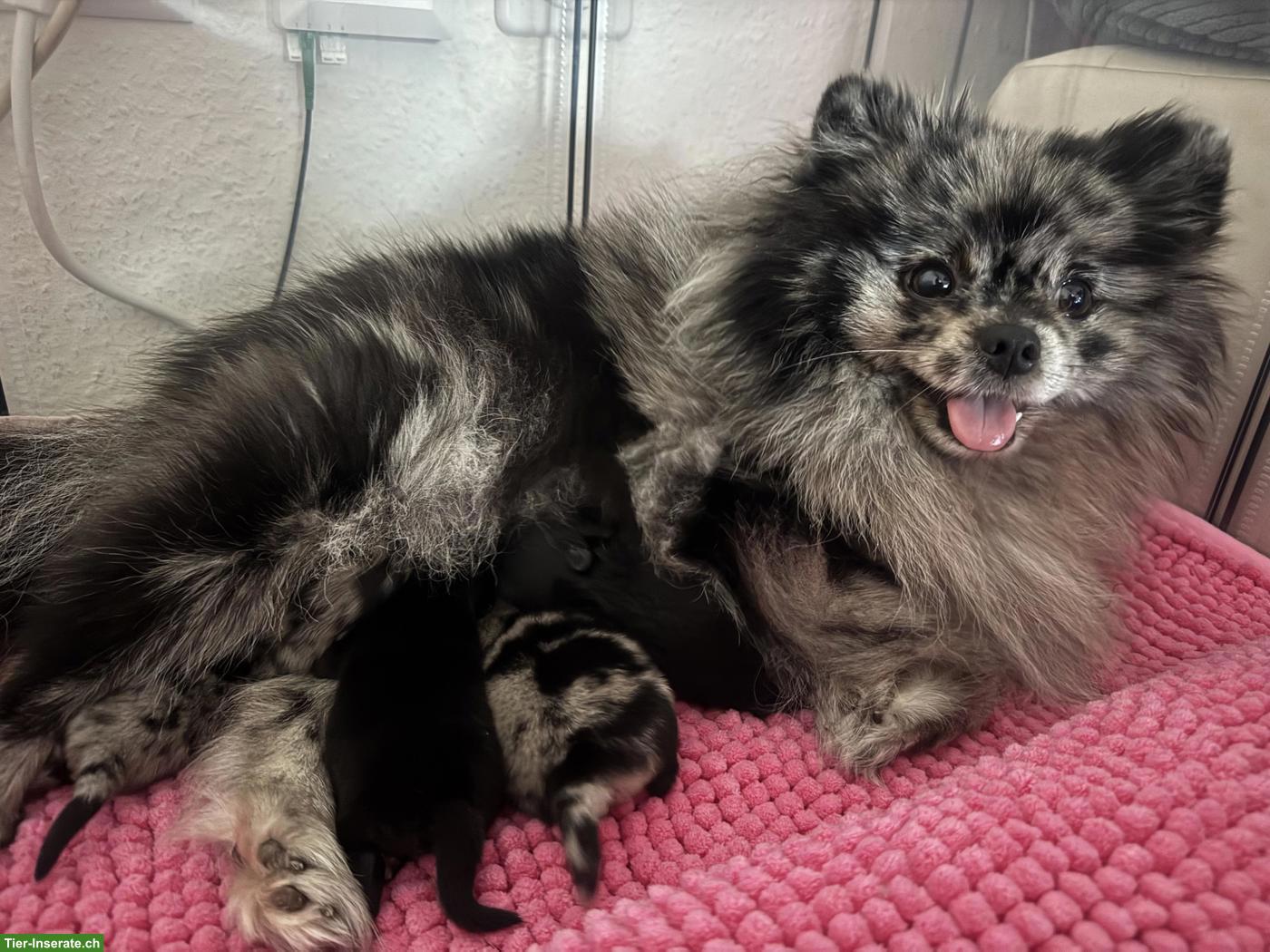Gesunde Pomeranian / Zwergspitz Welpen