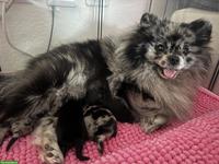 Gesunde Pomeranian / Zwergspitz Welpen