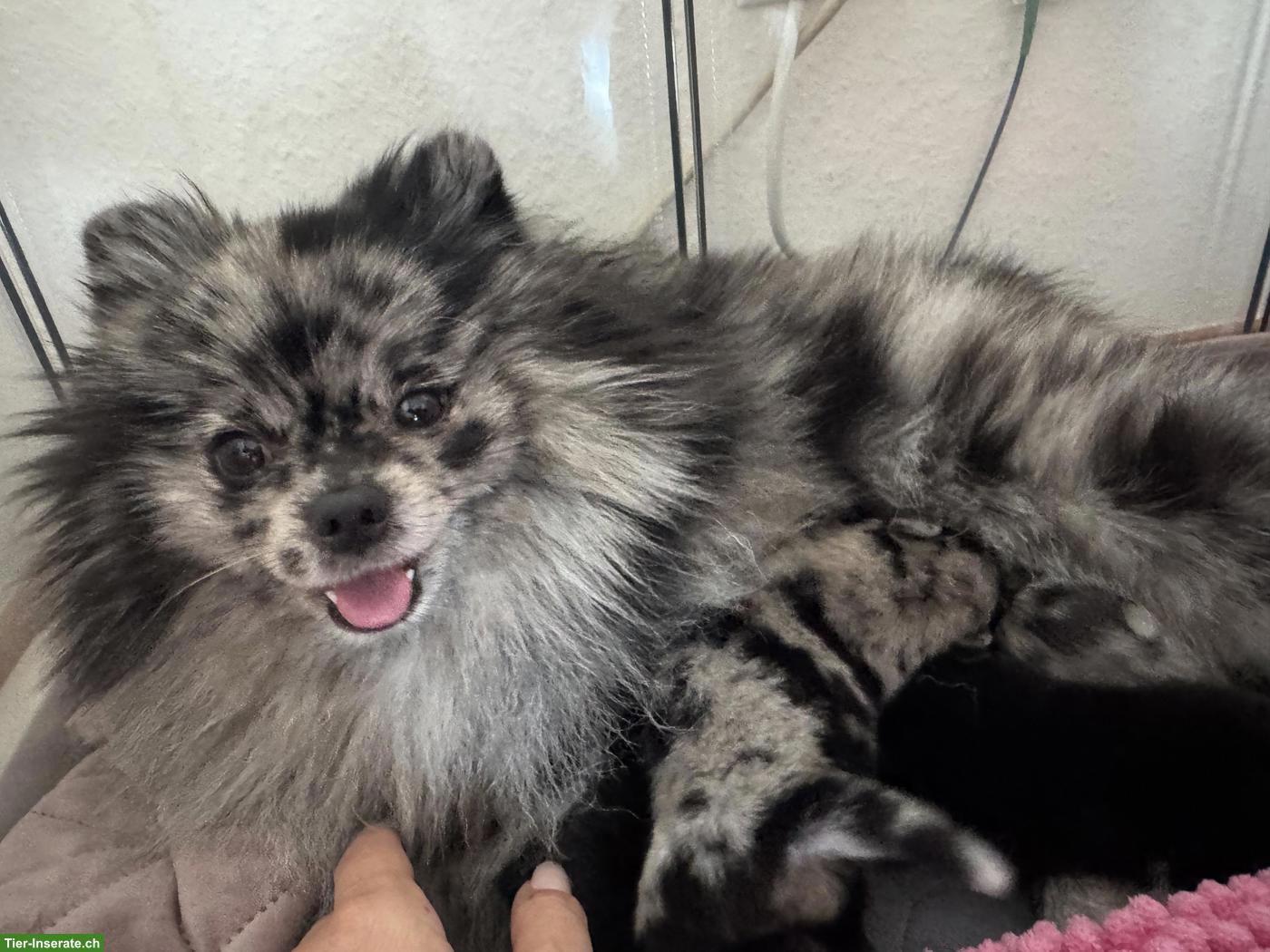Bild 2: Gesunde Pomeranian / Zwergspitz Welpen