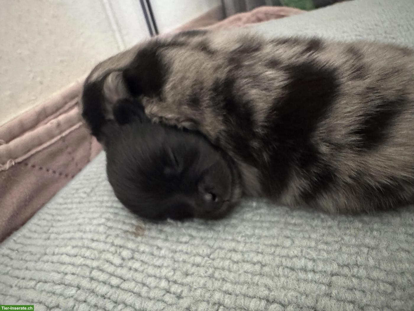 Bild 3: Gesunde Pomeranian / Zwergspitz Welpen