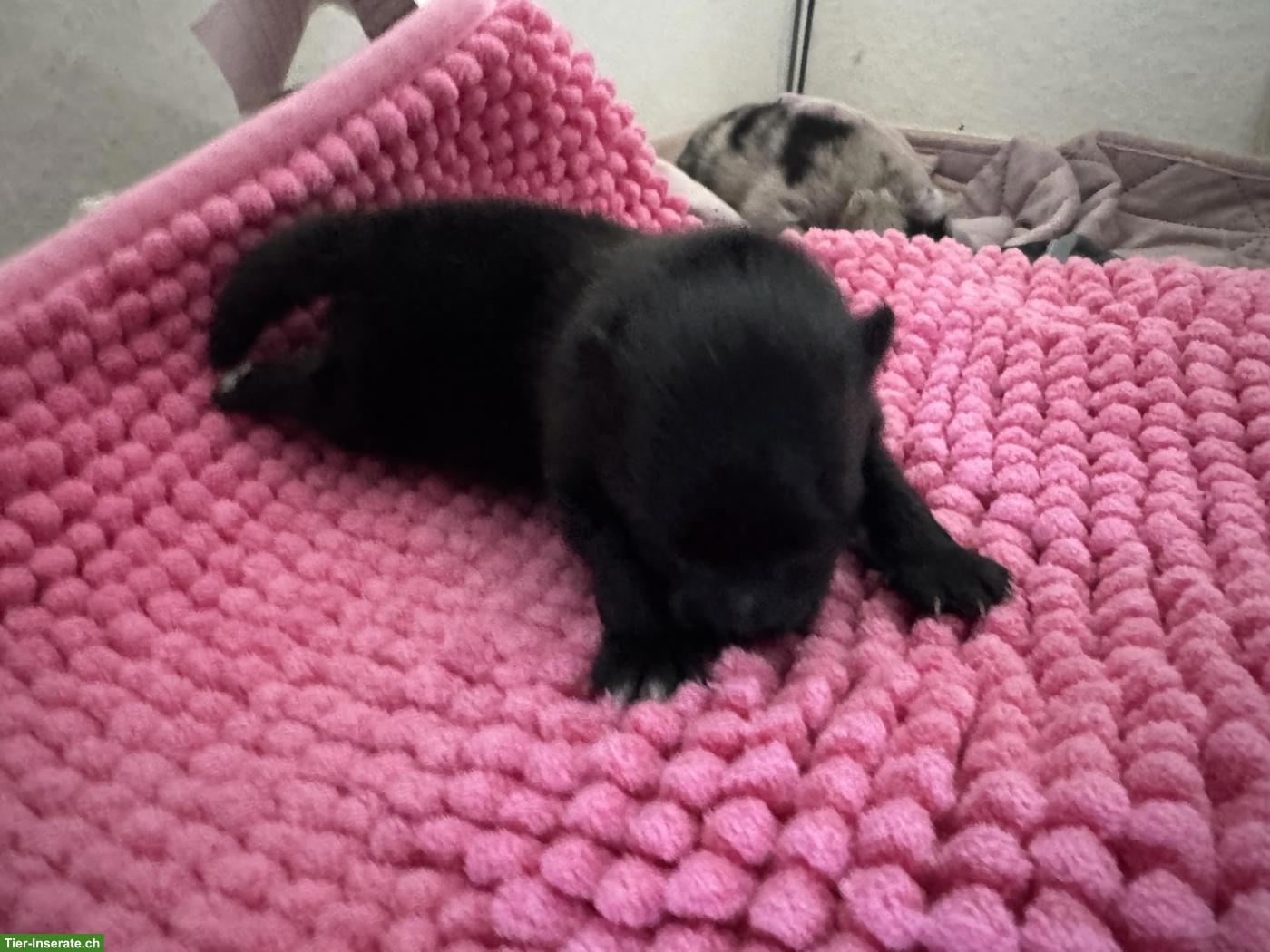 Bild 4: Gesunde Pomeranian / Zwergspitz Welpen