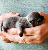 Reinrassige Chihuahua Welpen aus Schweizer Hobbyzucht