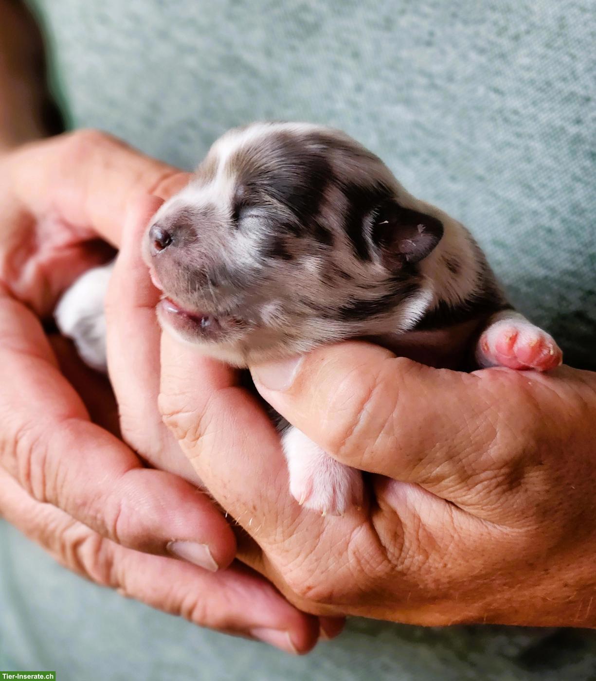 Bild 2: Reinrassige Chihuahua Welpen aus Schweizer Hobbyzucht