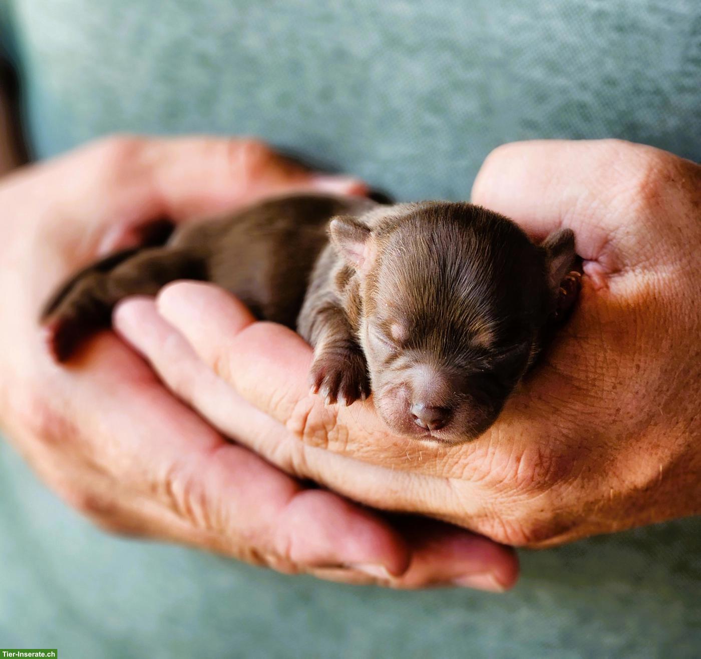 Bild 3: Reinrassige Chihuahua Welpen aus Schweizer Hobbyzucht