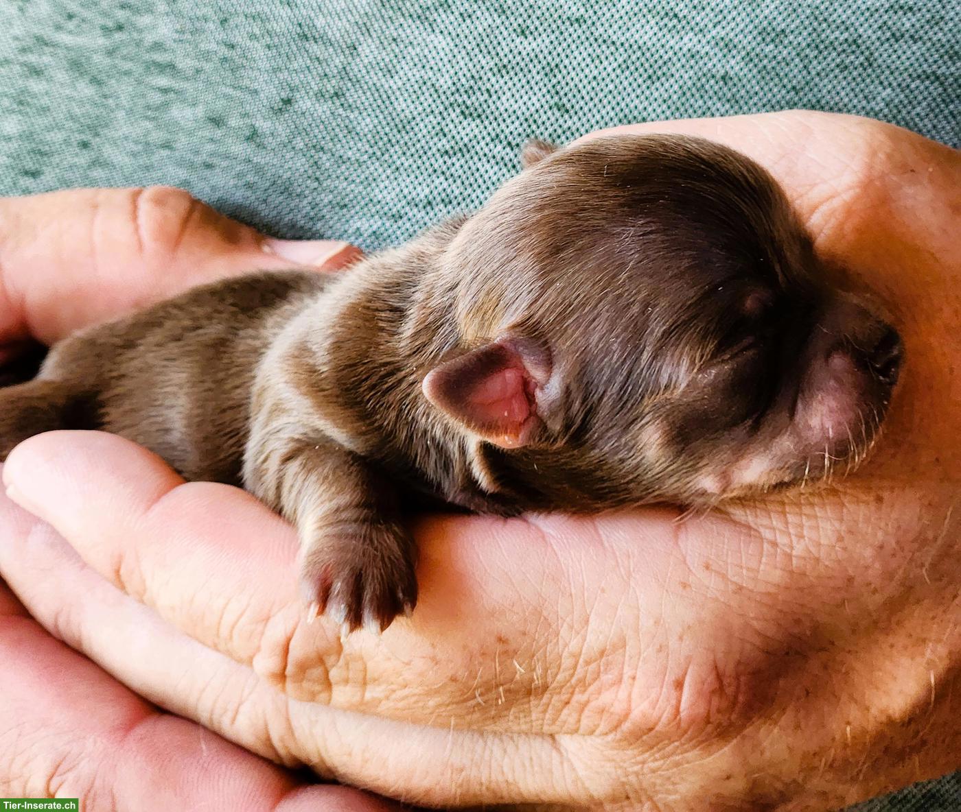 Bild 4: Reinrassige Chihuahua Welpen aus Schweizer Hobbyzucht