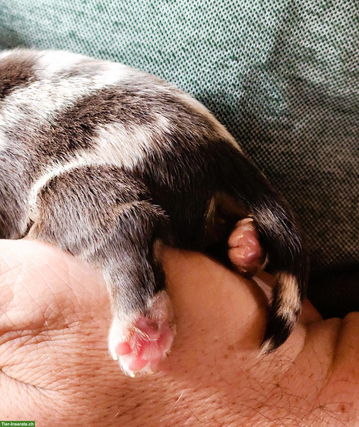 Bild 5: Reinrassige Chihuahua Welpen aus Schweizer Hobbyzucht