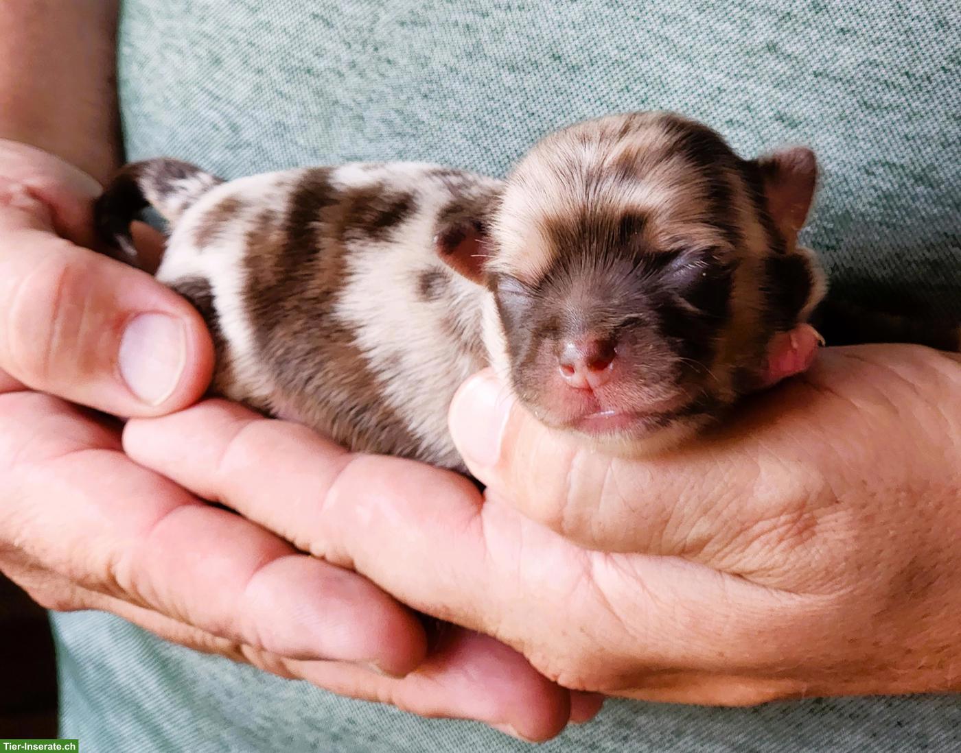 Bild 6: Reinrassige Chihuahua Welpen aus Schweizer Hobbyzucht