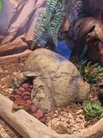 Kornnatter Orange inkl. Terrarium