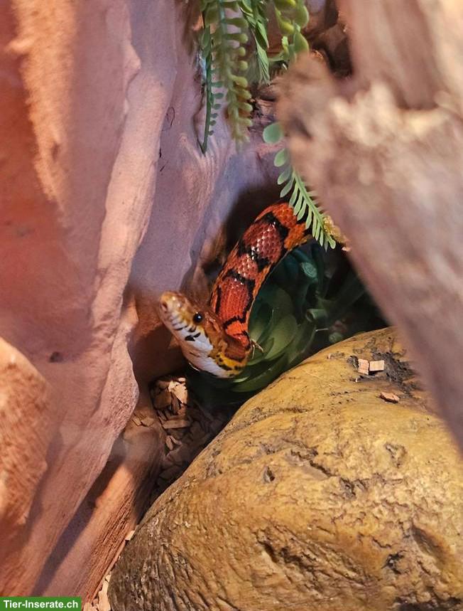 Bild 10: Kornnatter Orange inkl. Terrarium