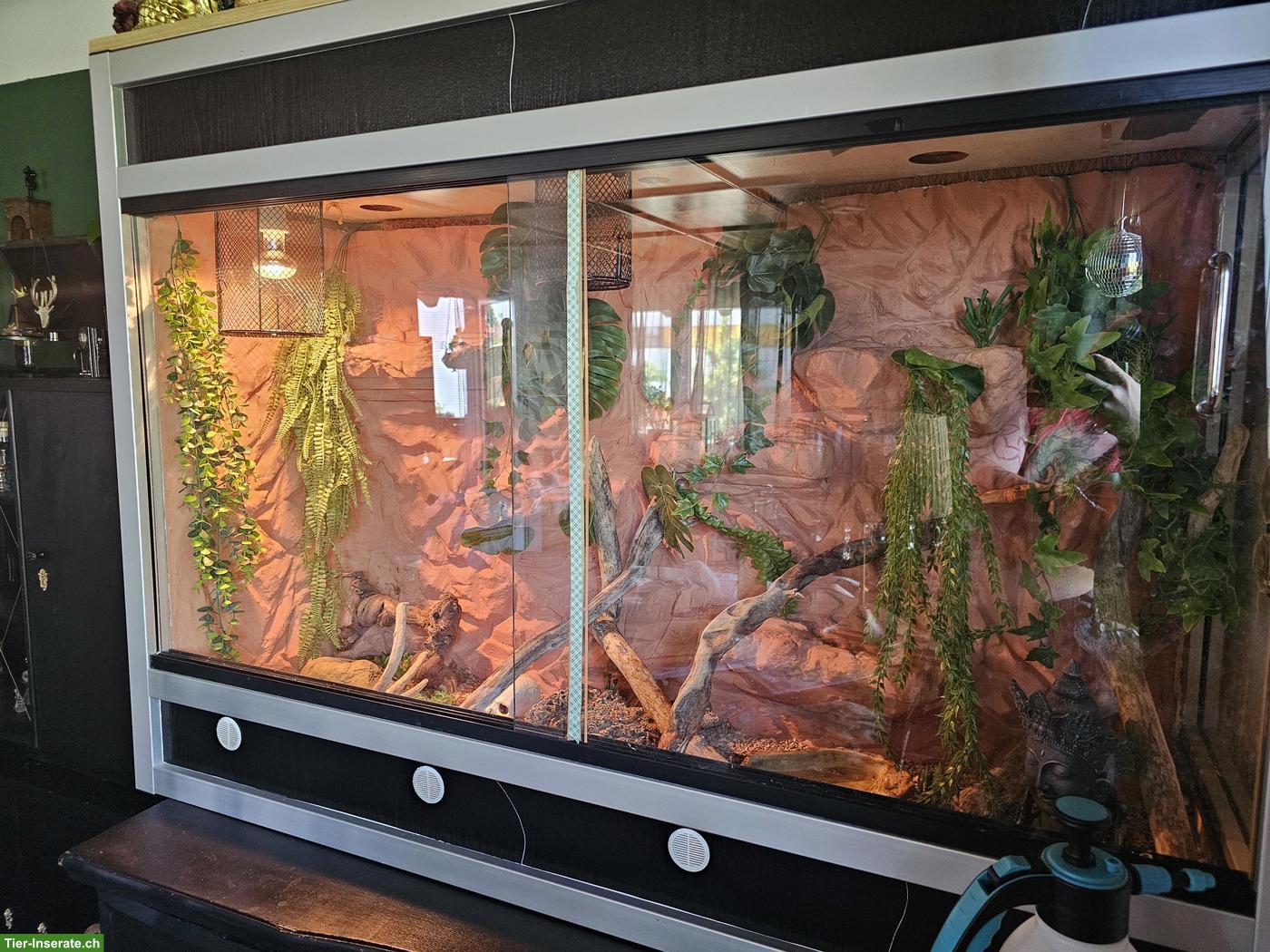 Bild 2: Kornnatter Orange inkl. Terrarium