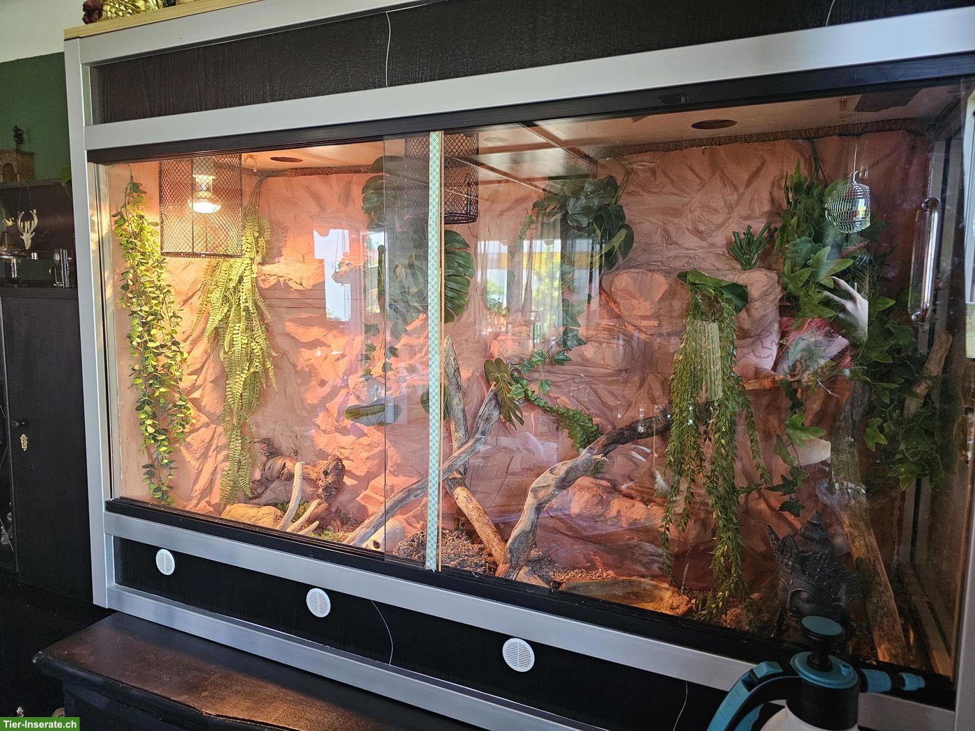 Bild 3: Kornnatter Orange inkl. Terrarium