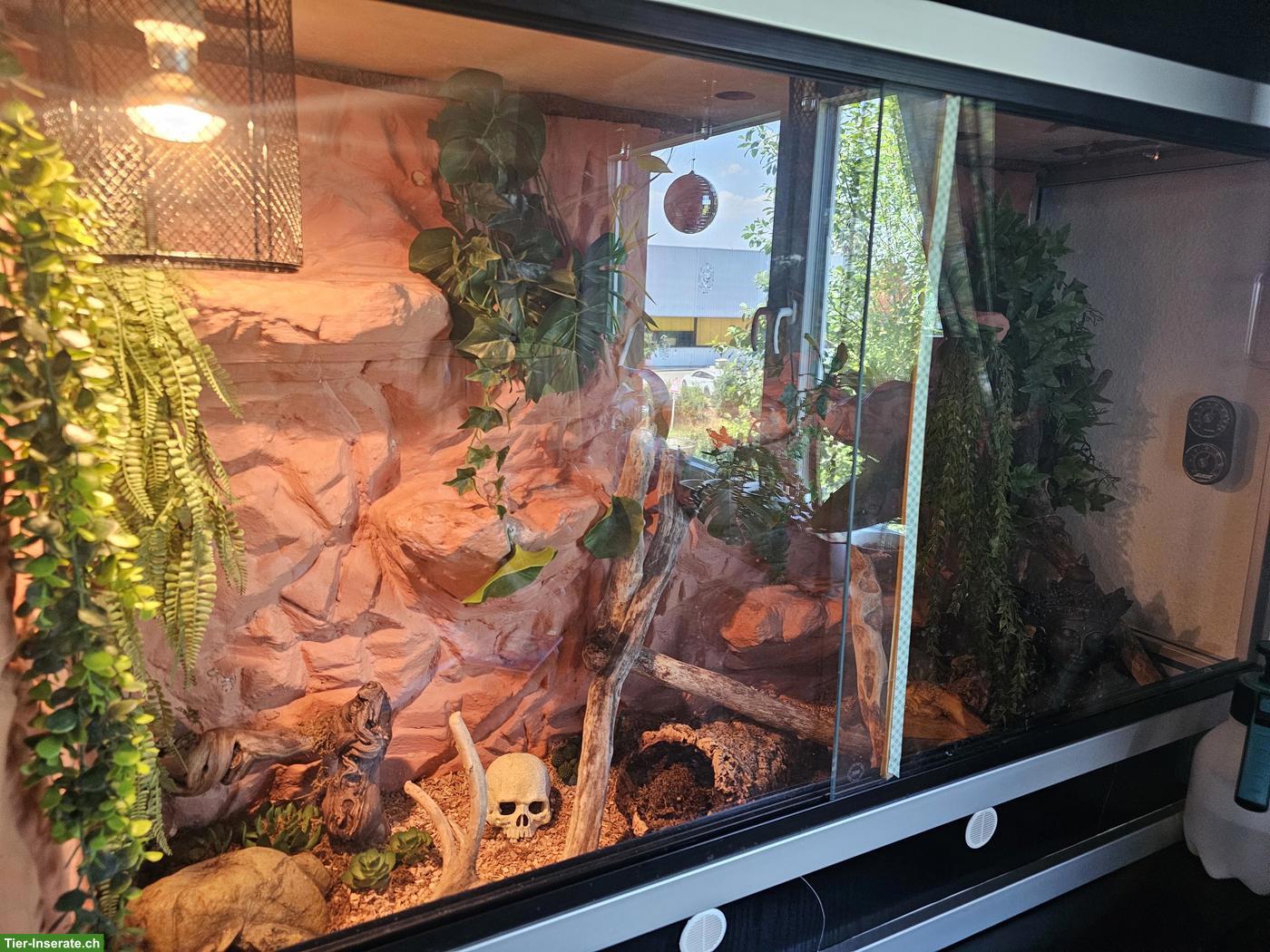 Bild 4: Kornnatter Orange inkl. Terrarium