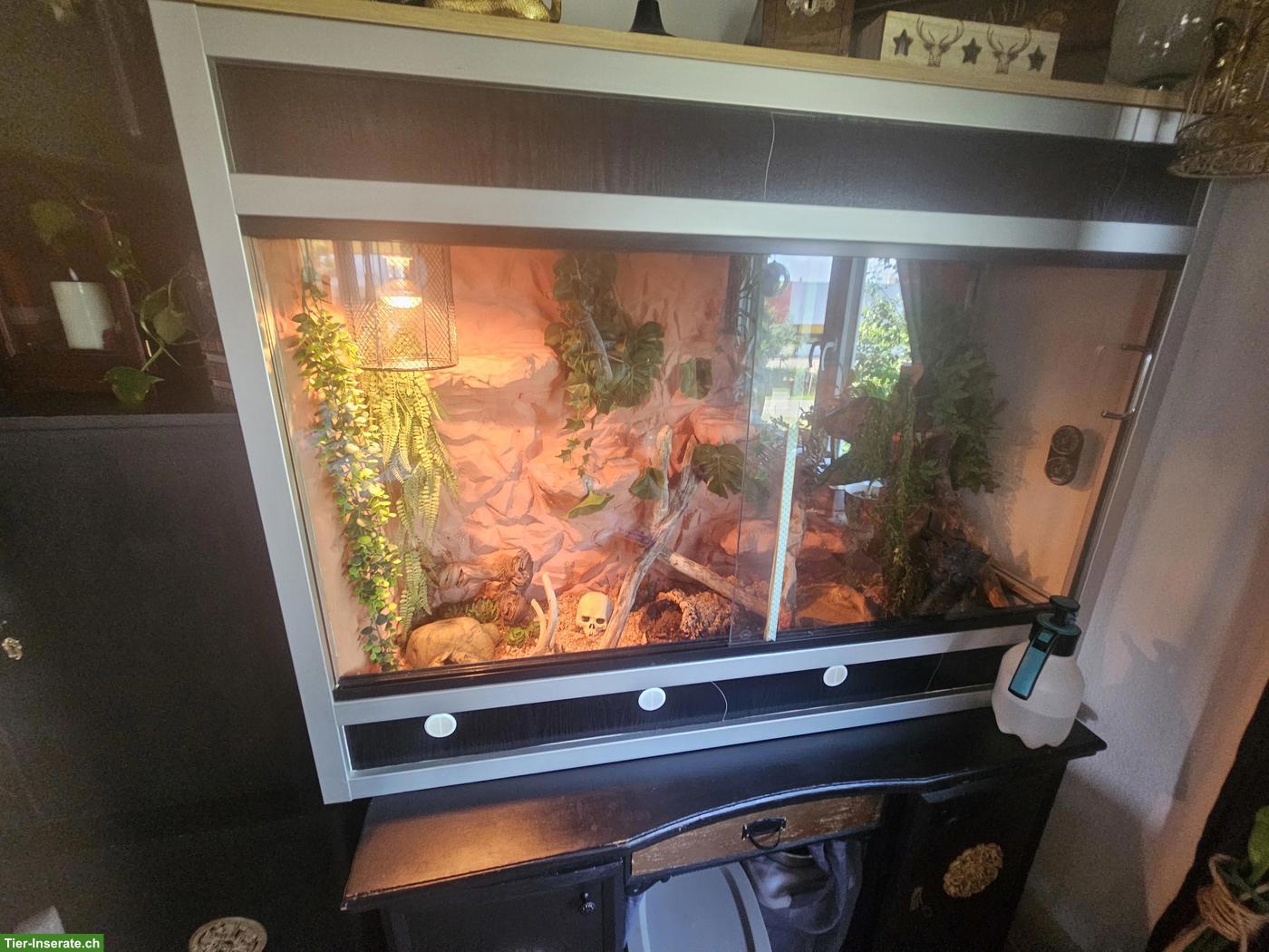 Bild 5: Kornnatter Orange inkl. Terrarium
