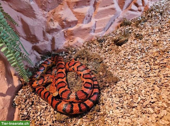 Bild 7: Kornnatter Orange inkl. Terrarium