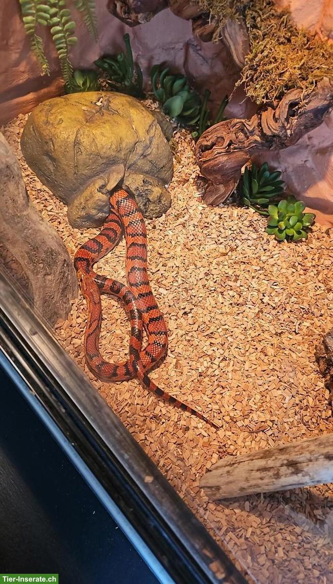 Bild 9: Kornnatter Orange inkl. Terrarium