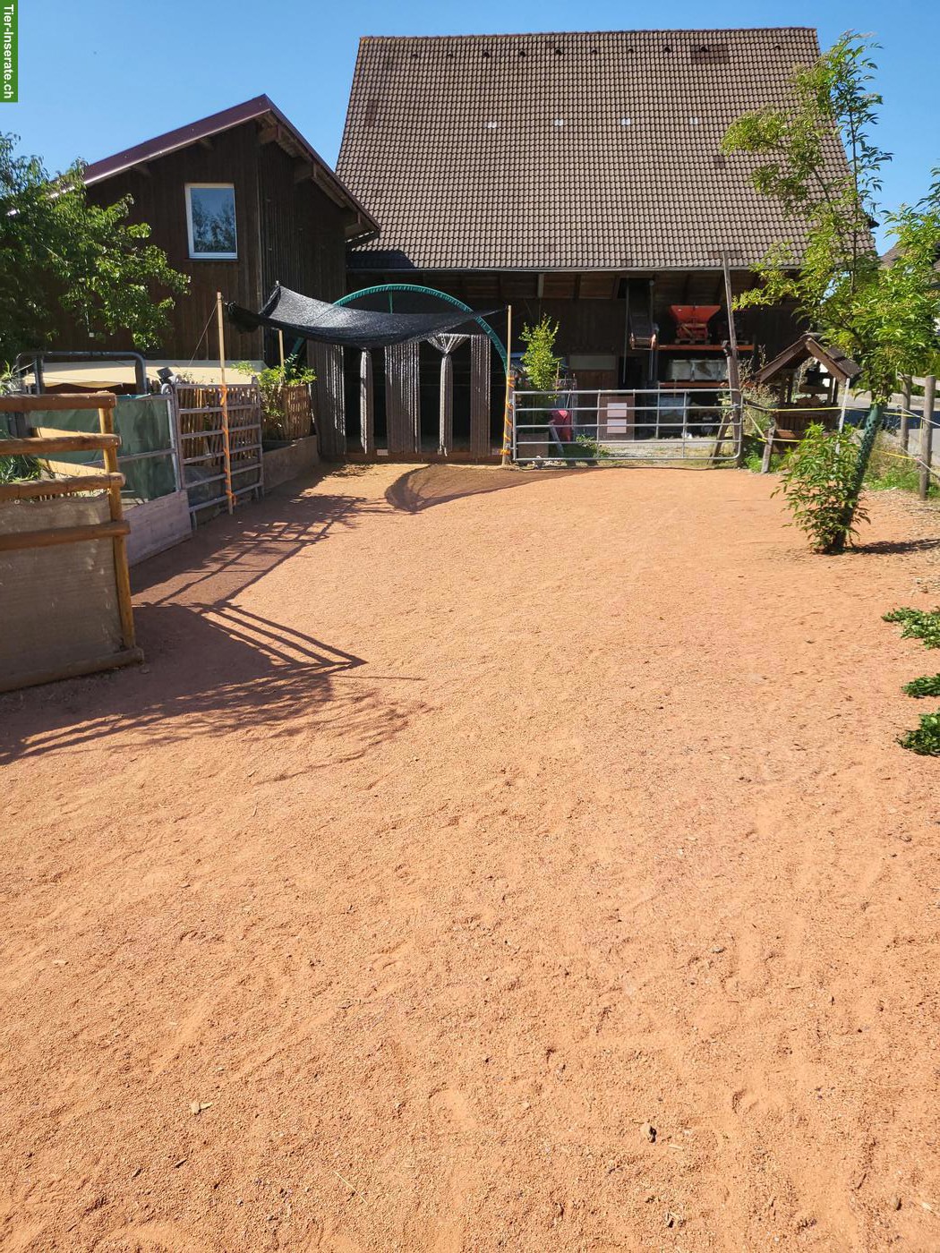 Offenstallplatz für Pony-Wallach in Waldhäusern AG