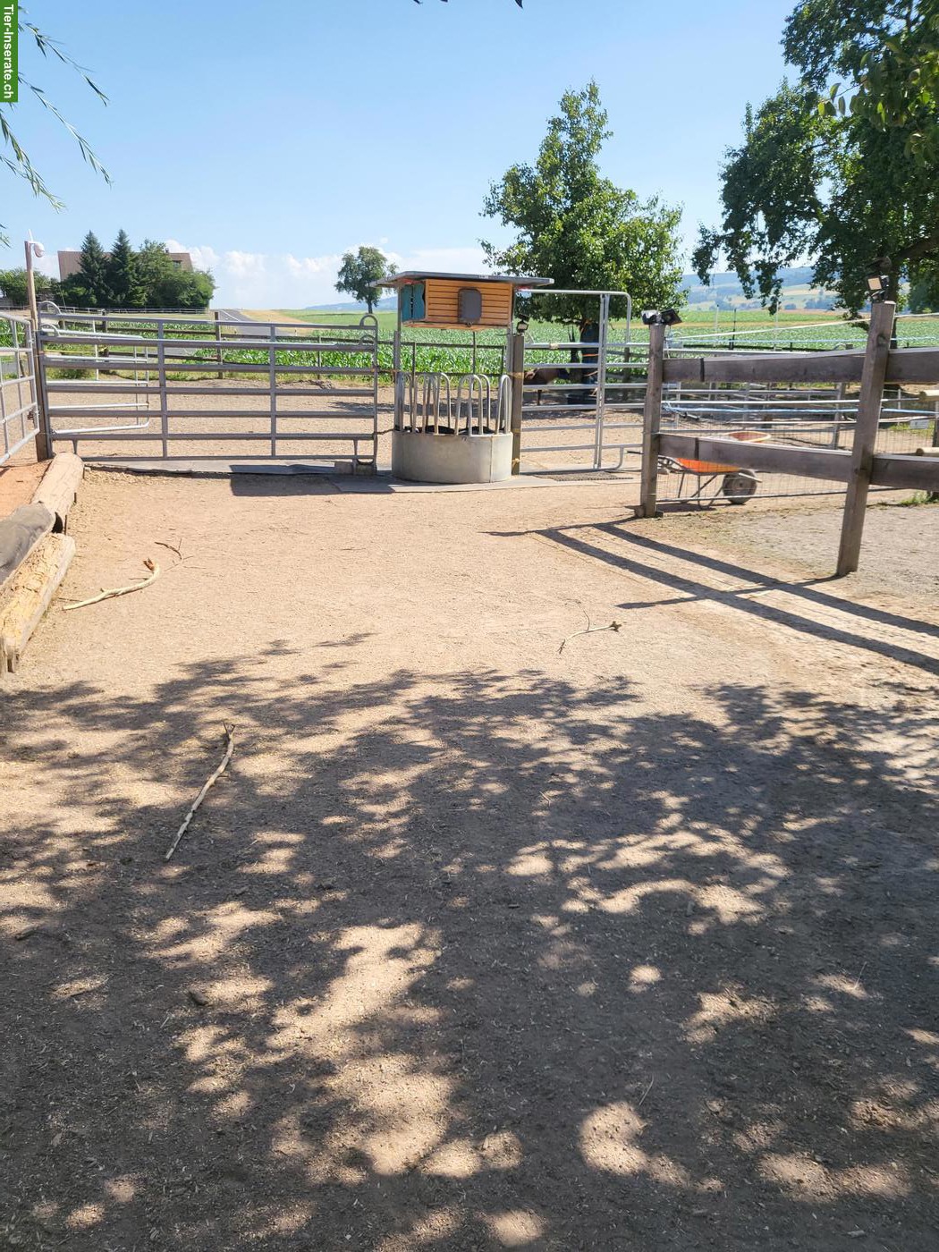 Bild 2: Offenstallplatz für Pony-Wallach in Waldhäusern AG