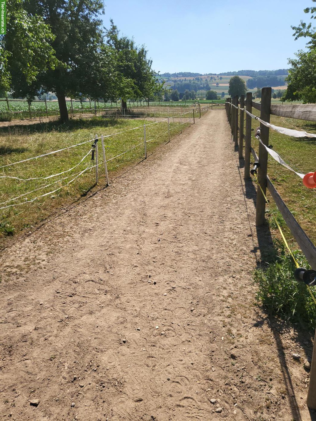 Bild 3: Offenstallplatz für Pony-Wallach in Waldhäusern AG