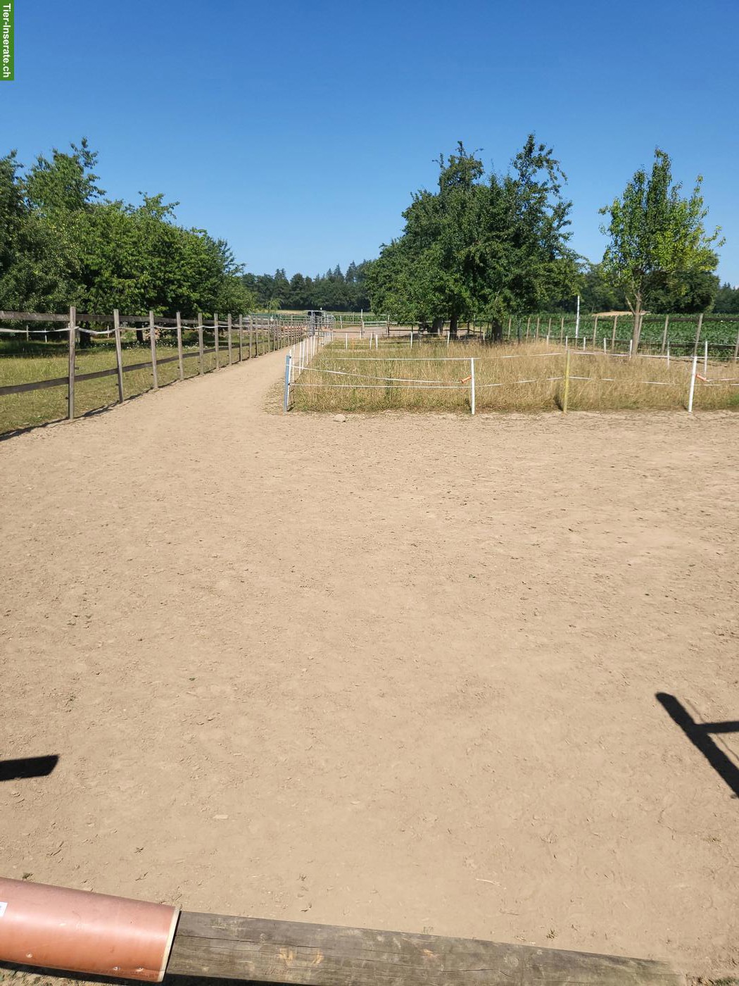 Bild 4: Offenstallplatz für Pony-Wallach in Waldhäusern AG
