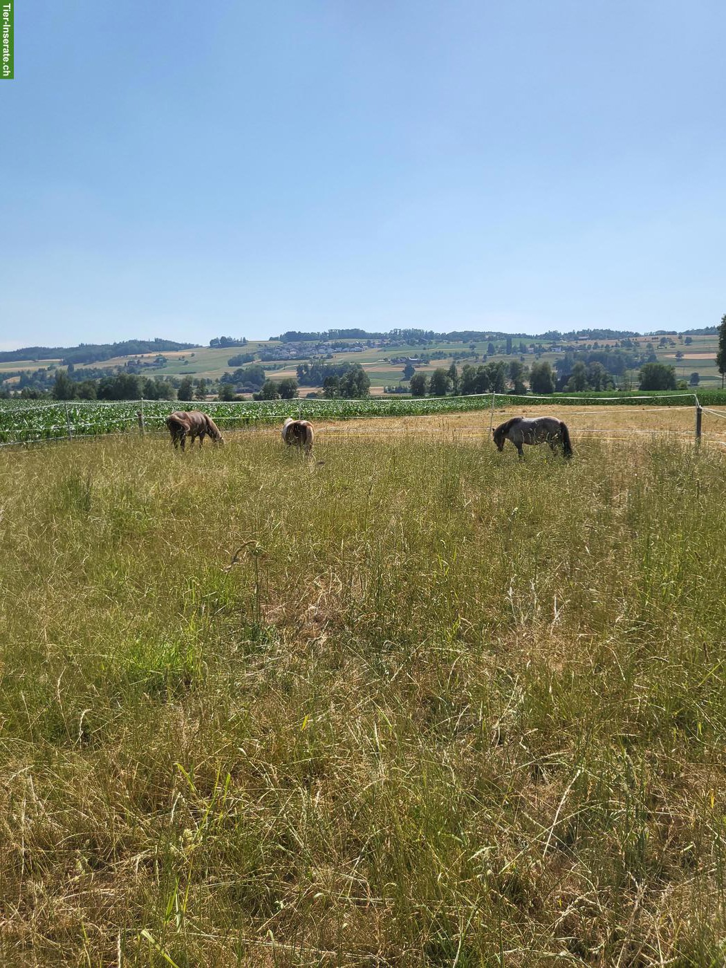 Bild 6: Offenstallplatz für Pony-Wallach in Waldhäusern AG