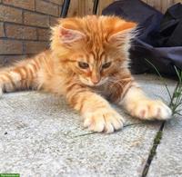 Junges Maine Coon Kätzchen sucht ein neues Zuhause.