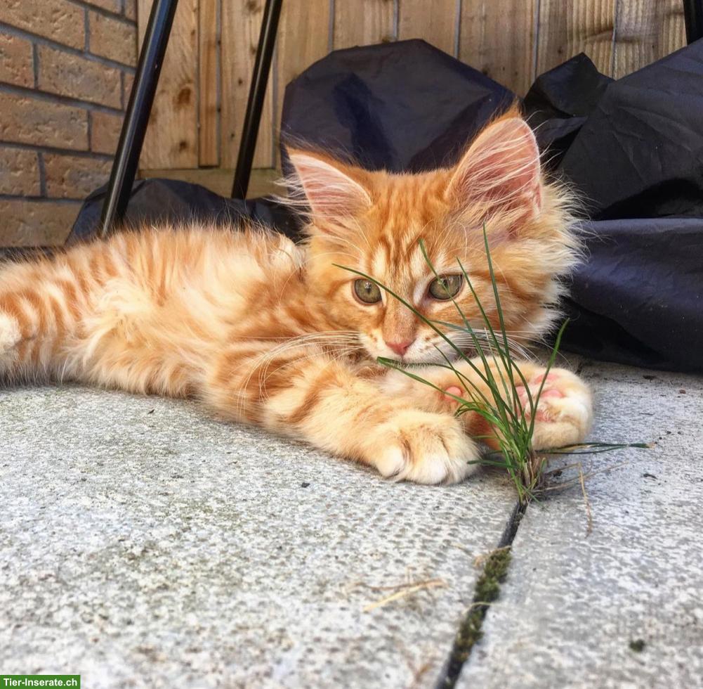 Bild 2: Junges Maine Coon Kätzchen sucht ein neues Zuhause.