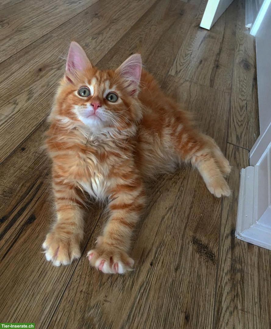 Bild 3: Junges Maine Coon Kätzchen sucht ein neues Zuhause.