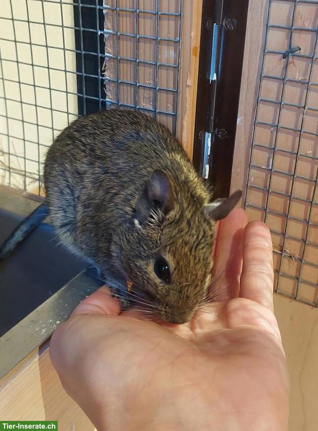 Degu Dame sucht neues Zuhause