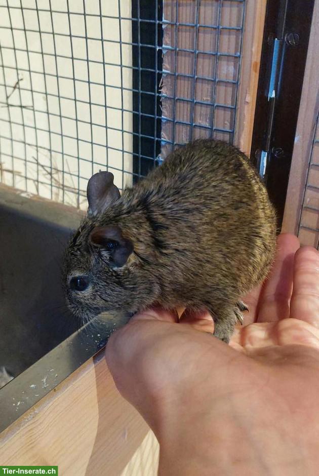 Bild 2: Degu Dame sucht neues Zuhause