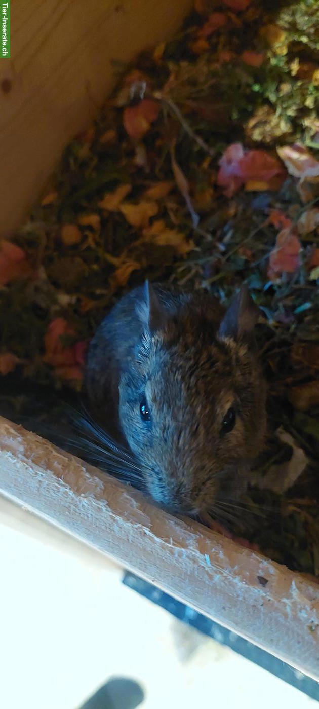 Bild 3: Degu Dame sucht neues Zuhause