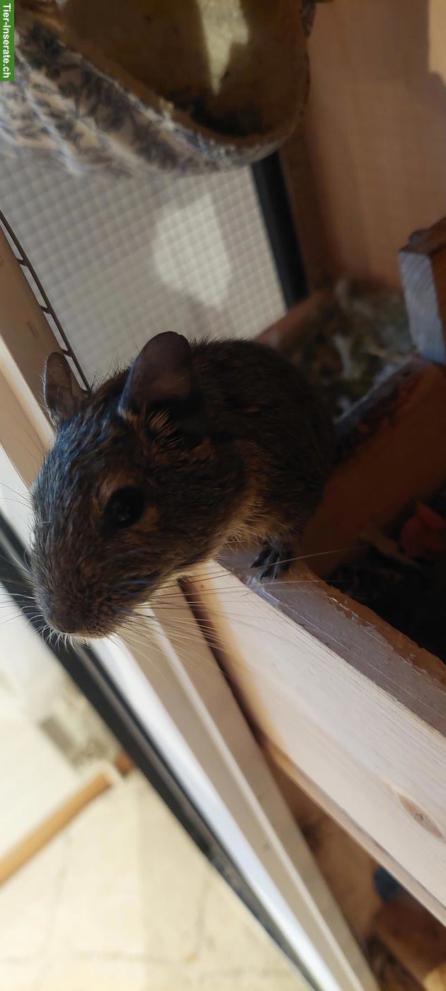 Bild 4: Degu Dame sucht neues Zuhause