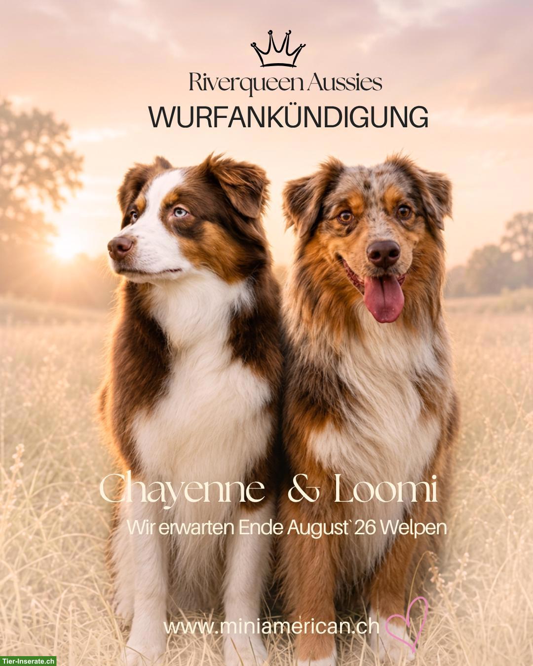 Miniature American Shepherd | Wurfankündigung