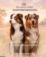 Miniature American Shepherd | Wurfankündigung