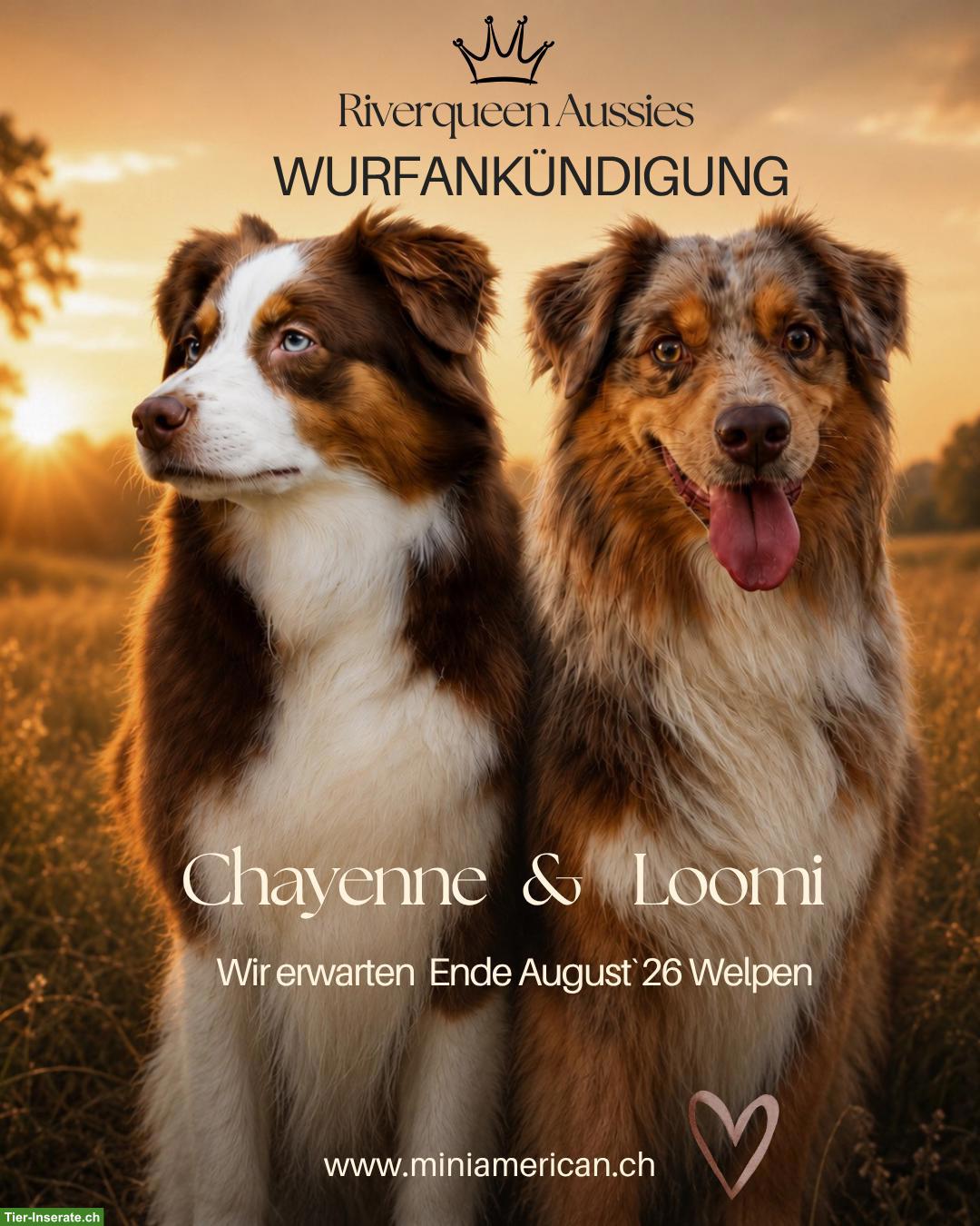 Bild 2: Miniature American Shepherd | Wurfankündigung
