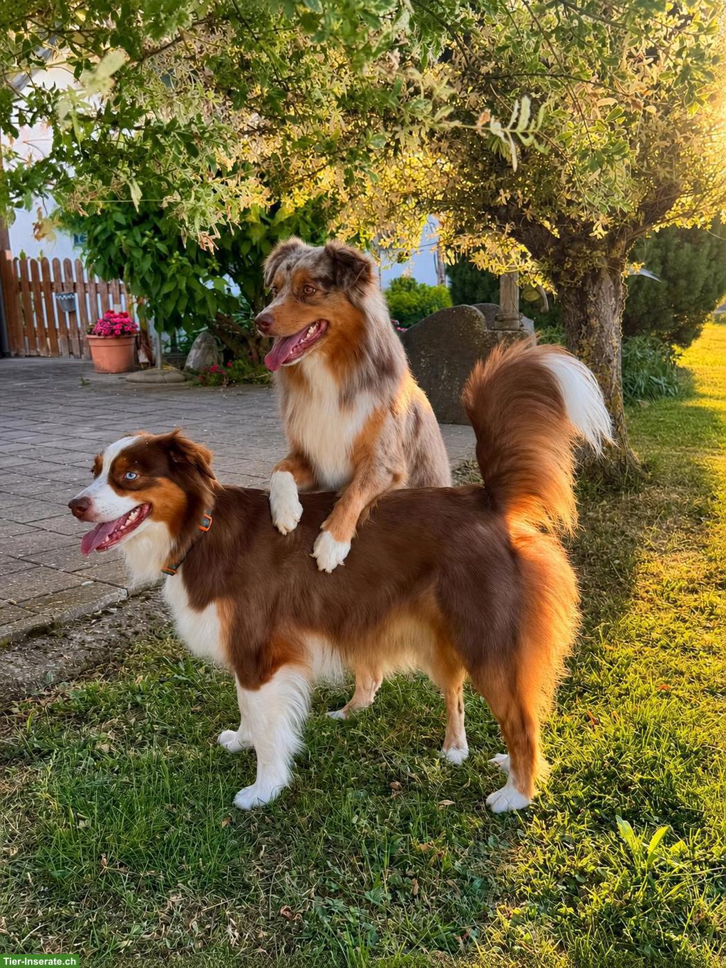 Bild 3: Miniature American Shepherd | Wurfankündigung