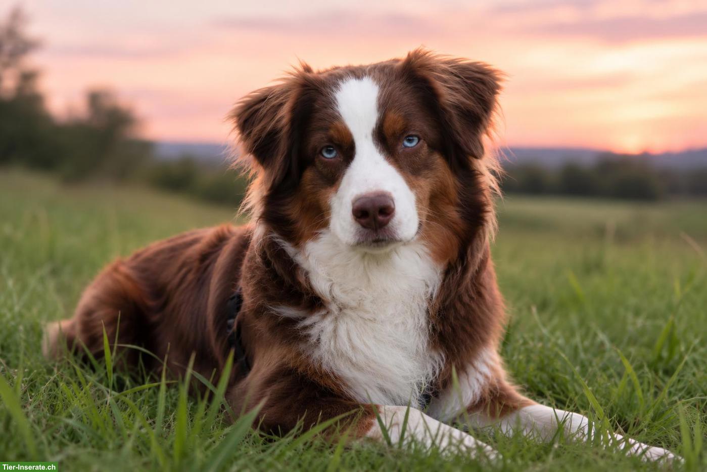 Bild 4: Miniature American Shepherd | Wurfankündigung