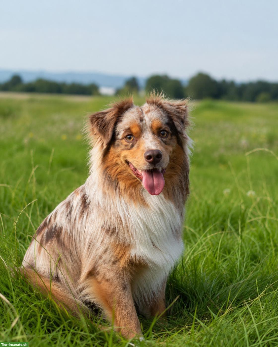 Bild 5: Miniature American Shepherd | Wurfankündigung