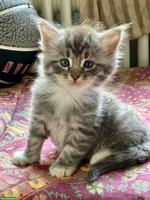 Maine Coon Mix Kitten zu vergeben