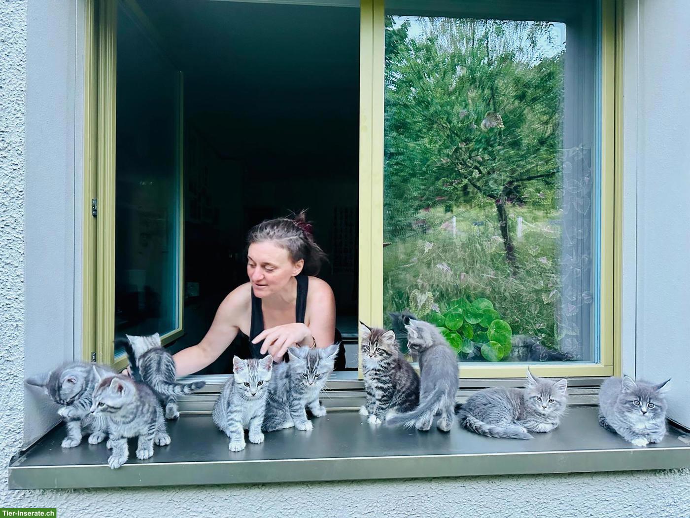 Bild 2: Maine Coon Mix Kitten zu vergeben