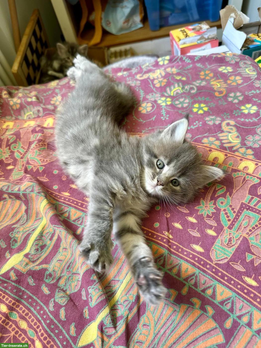 Bild 3: Maine Coon Mix Kitten zu vergeben