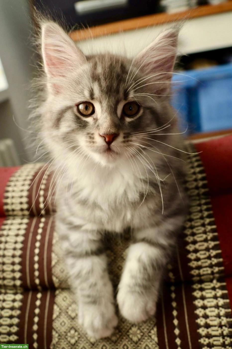 Bild 4: Maine Coon Mix Kitten zu vergeben