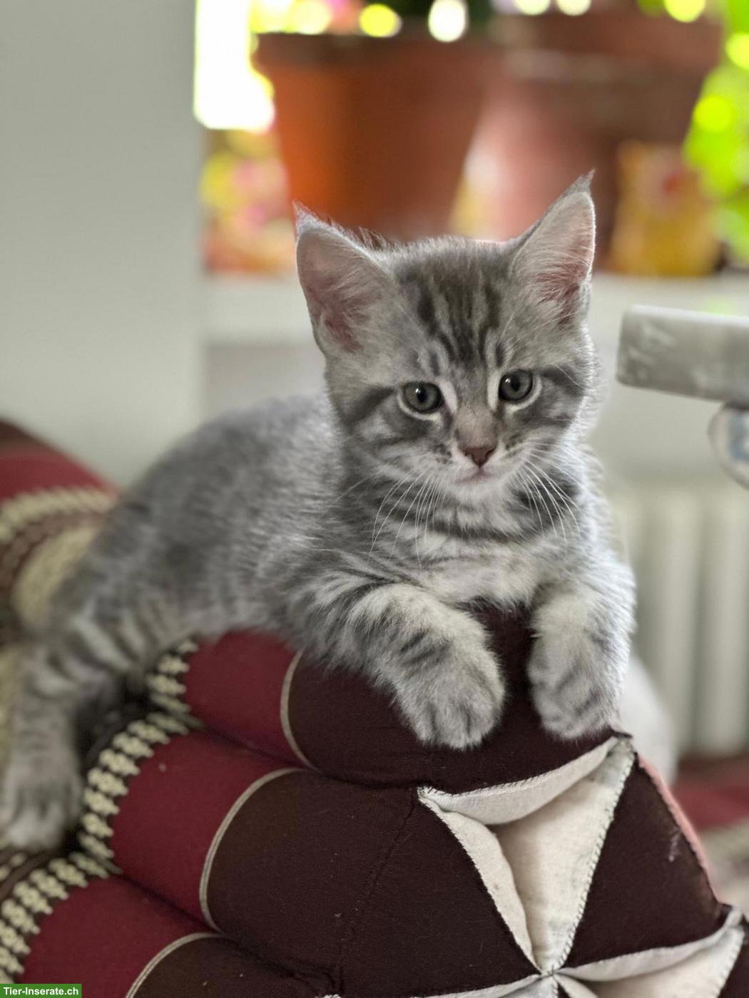 Bild 5: Maine Coon Mix Kitten zu vergeben